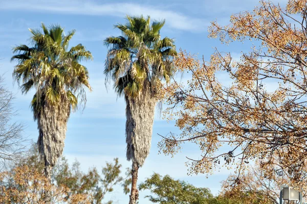 Palmy w Kordoba, Hiszpania. — Zdjęcie stockowe