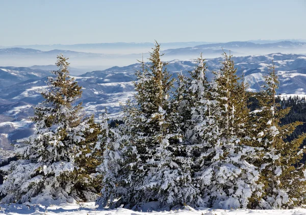 Foresta invernale in Serbia — Foto Stock