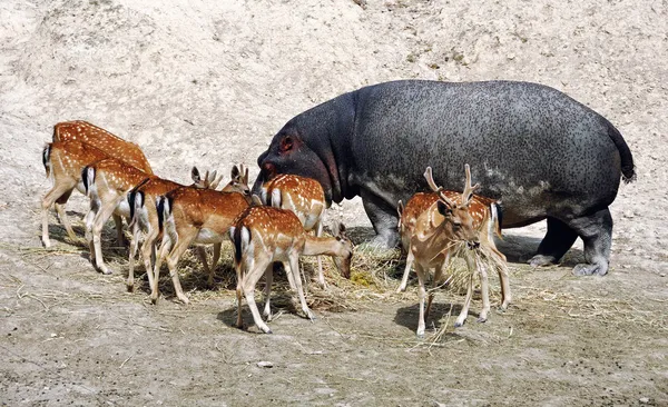 動物のコミュニティ - 異なる — ストック写真