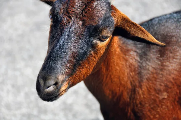 マヨルカ島、スペインで茶色のヤギ — ストック写真