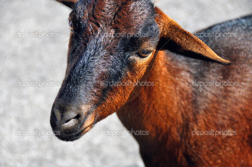 Brown Goat In Majorca Spain Stock Photo Image By C Madrugadaverde Brown Goat In Majorca Spain Stock Photo Image By C Madrugadaverde