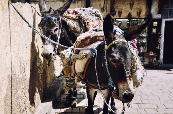 Ânes dans les rues de Fès, Maroc — Photo