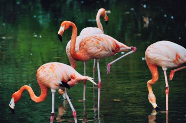 Barcelona'da park flamingoların