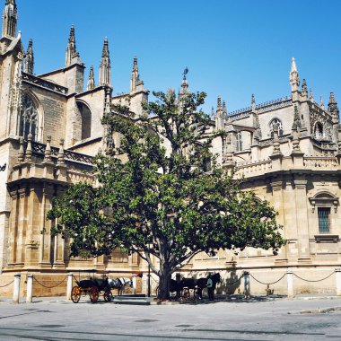 ağacın önünde Sevilla Katedrali