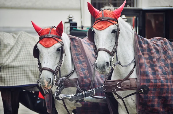 Två hästar i röda mössor, Wien, Österrike — Stockfoto