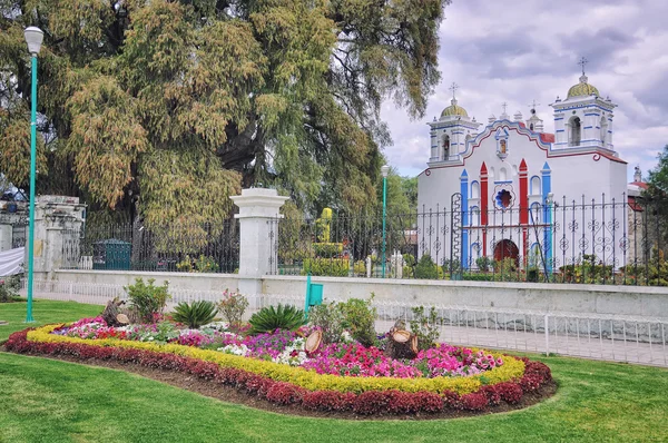 Cipresso di Montezuma 2000 anni in Messico — Foto Stock