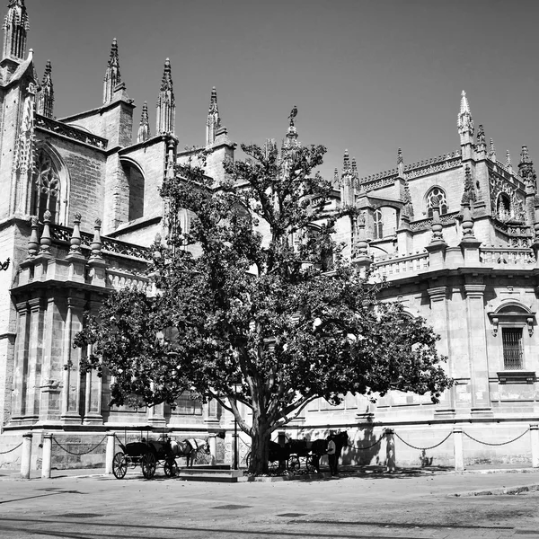 Tree in front of Seville Cathedral — Stock Photo, Image