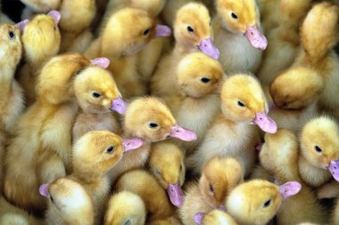 Bebek ördek yavrusu