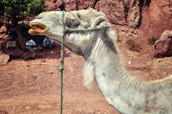 Camello en el desierto, Marruecos —  Fotos de Stock