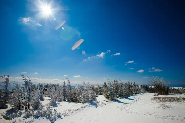 Beau paysage de montagne d'hiver — Photo