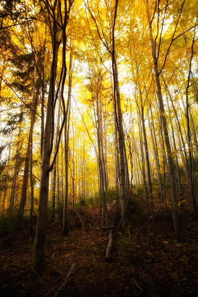 Beautiful autumn woods landscape Stock Photo