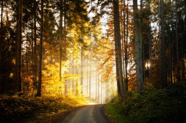 güzel sonbahar woods manzara