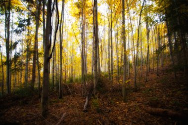 güzel sonbahar woods manzara