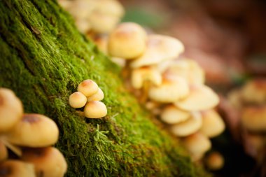 ormanda mantar detay