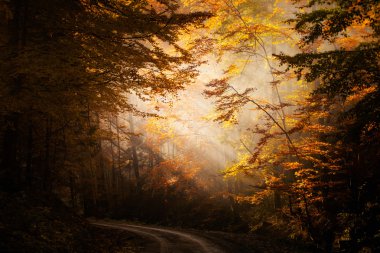 güzel sonbahar woods manzara