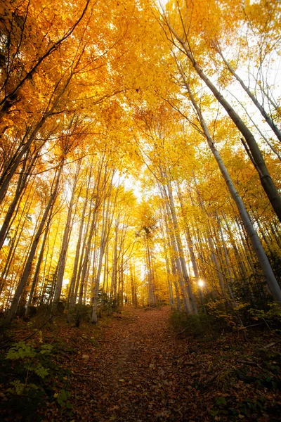 Beautiful autumn woods landscape — Stock Photo, Image