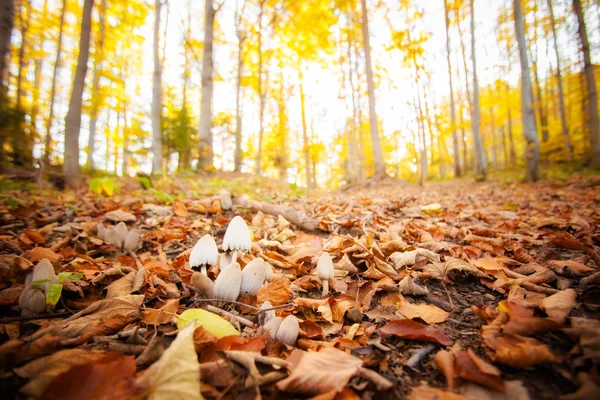 Деталь лісу гриби — стокове фото