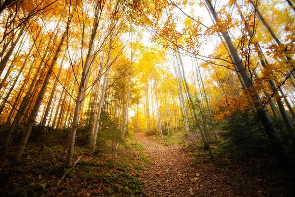 Hermoso otoño bosque paisaje — Foto de Stock