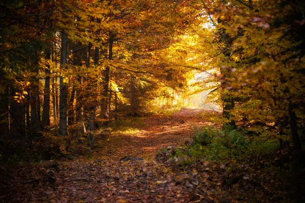 Mooie herfst woods landschap — Stockfoto