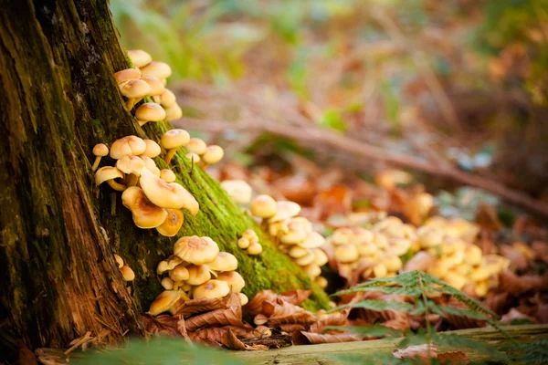 ormanda mantar detay