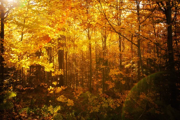 güzel sonbahar woods manzara