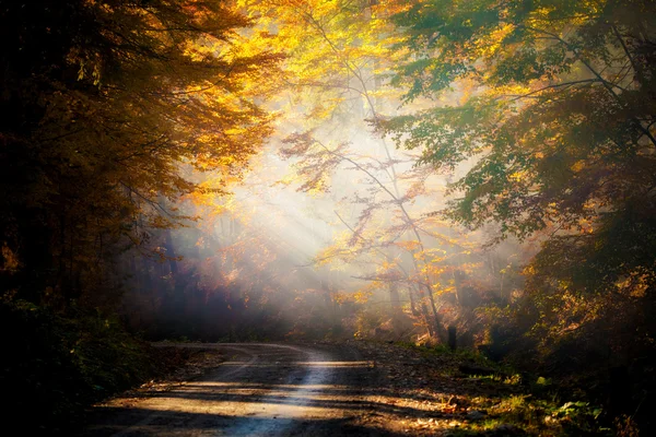 美しい秋の森を風景します。 — ストック写真