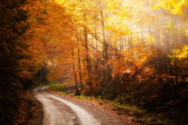 Mooie herfst woods landschap — Stockfoto
