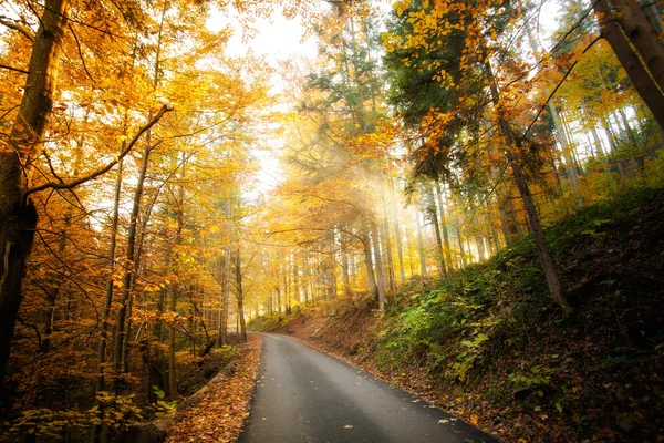 Schöne herbstliche Waldlandschaft — Stockfoto