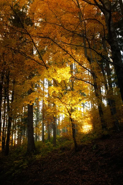 Beautiful autumn woods landscape — Stock Photo, Image