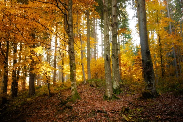 güzel sonbahar woods manzara
