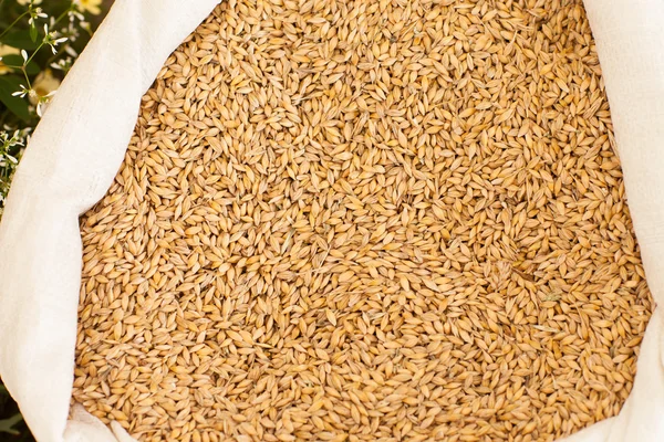 Havre korn detalj — Stockfoto