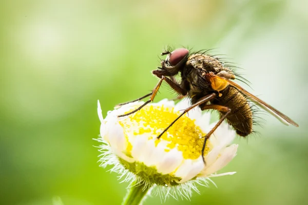 Primo piano della mosca — Foto Stock