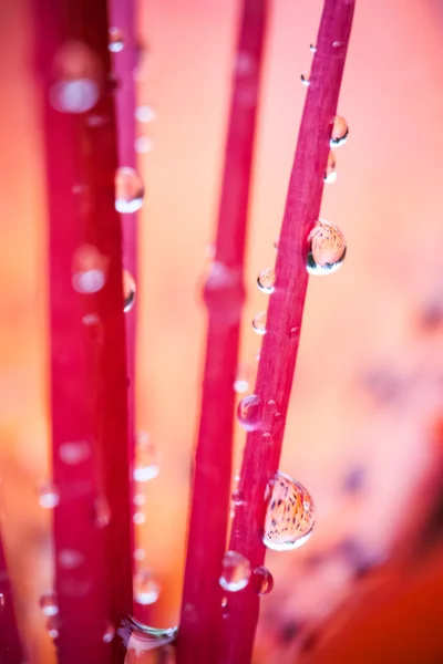 Closeup of waterdrops — Stock Photo, Image