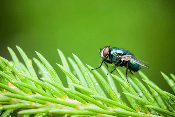 Primo piano della mosca — Foto Stock