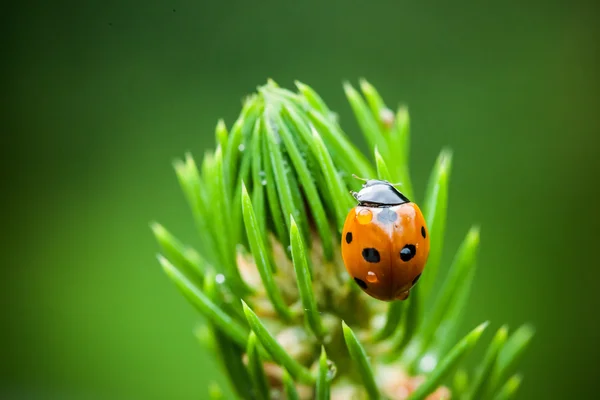 Gros plan de la petite coccinelle — Photo