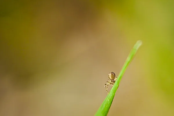 Fechar-se de pequena aranha — Fotografia de Stock