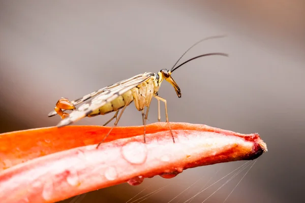 Primer plano de pequeño insecto — Foto de Stock