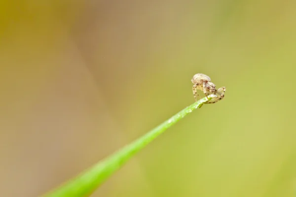Крупним планом маленький павук — стокове фото