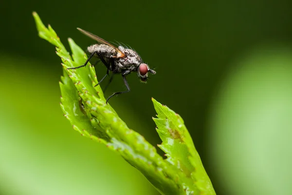 Primo piano della mosca — Foto Stock