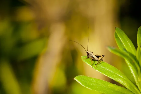 Primer plano de pequeño saltamontes —  Fotos de Stock