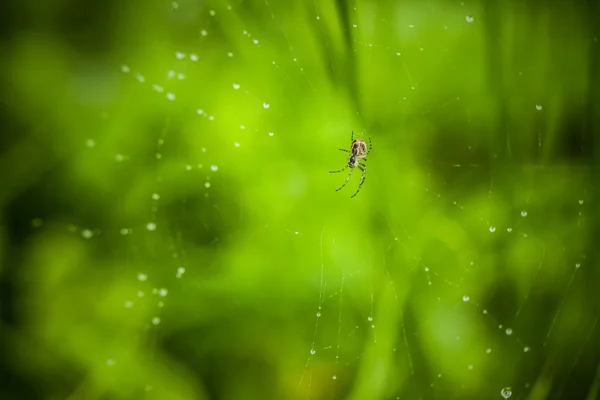 Primer plano de araña pequeña — Foto de Stock