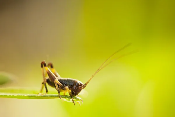Zbliżenie little Grasshopper — Zdjęcie stockowe