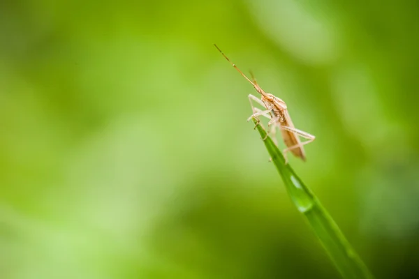 Primer plano de pequeño insecto —  Fotos de Stock