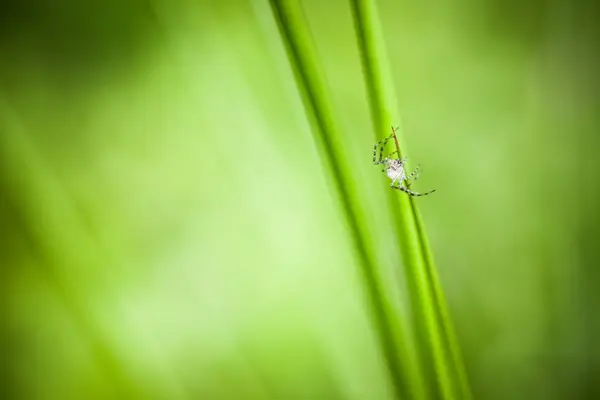 Close-up van kleine spin — Stockfoto