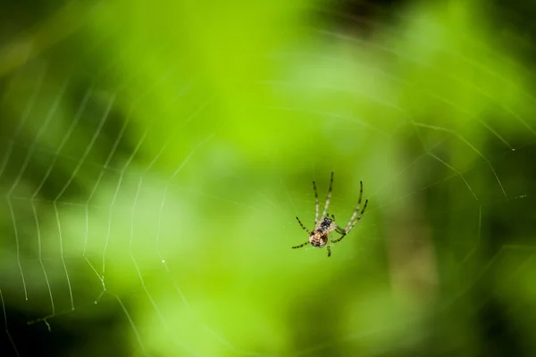 작은 거미의 근접 촬영 — 스톡 사진