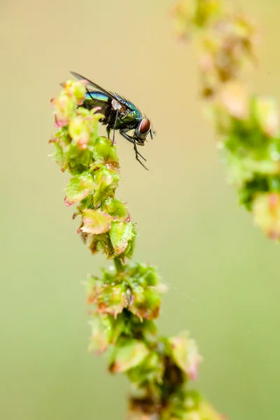 Closeup of little fly — Stock Photo, Image