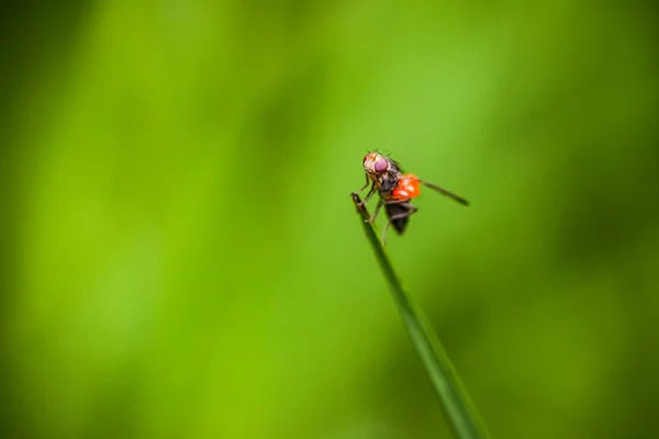 Primer plano de la pequeña mosca — Foto de Stock