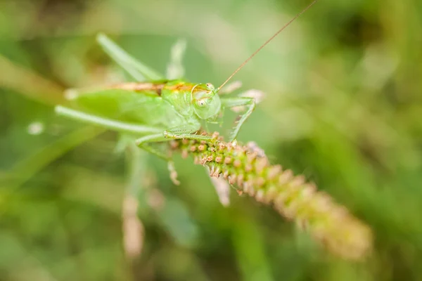 Zbliżenie little Grasshopper — Zdjęcie stockowe