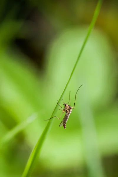 Крупный план маленького насекомого — стоковое фото