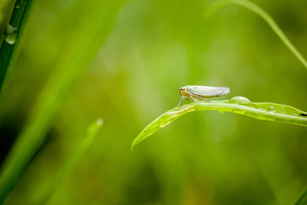 Closeup de pequeno inseto — Fotografia de Stock